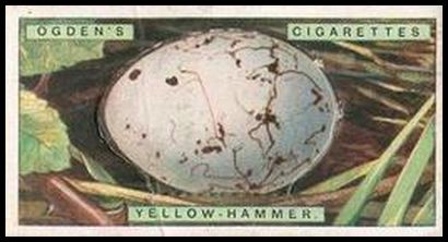 50 Yellow Hammer